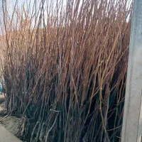 نهال گردو ژنوتیپ برتر تجاری اقتصادی|خدمات باغبانی و درختکاری|مرند, |دیوار