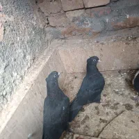کبوتر اصلی وسینه سیاه
