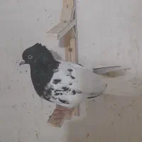 کبوتر فروشی رنگه|پرنده|شیروان (خراسان), |دیوار