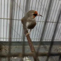 دورگ نر سهره|پرنده|اسلامشهر, شهرک قائمیه|دیوار