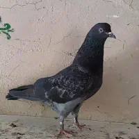 مولد|پرنده|گلپایگان, |دیوار