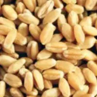 بذر گندم پیشگام ۵ تن