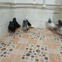 کبوتر پاکستانی و پرشی|پرنده|تهران, سعادت‌آباد|دیوار