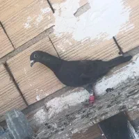 کفتر
