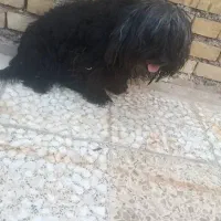 سگ کوچولو نژاد شیتزو