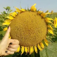 گل آفتابگردان