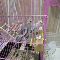 فروش ۲ عدد جوجه عروس هلندی|پرنده|اهواز, منازل سپاه|دیوار