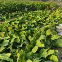 تنبک جاسکی|سازهای سنتی|میناب, |دیوار