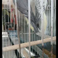 عروس هلندی|پرنده|نیشابور, بنیاد شهید|دیوار