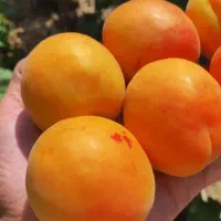 نهال زردآلو پزتقالی رویشی