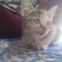 گربه خانگی