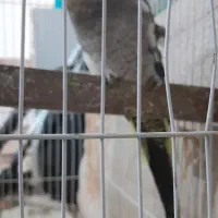 عروس هلندی|پرنده|اندیمشک, |دیوار