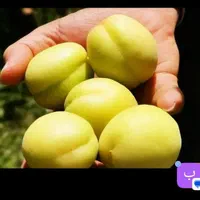 نهال  پیوندی گلدانی  قوی در نهالستان یاس نسترن|خدمات باغبانی و درختکاری|بیرجند, |دیوار