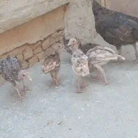 ۹۰۰۰۰۰۰۰