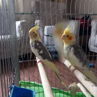 عروس هلندی مولد