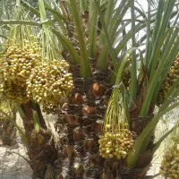 پاجوش مجول مراکشی وبرحی بصراوی.