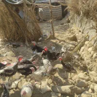 بوقلمون ماده و نر دونه1.800000|حیوانات مزرعه|اصفهان, بهارستان|دیوار