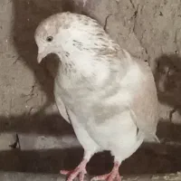 سوسکی|پرنده|بیرجند, |دیوار