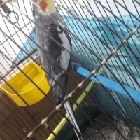 یک جفت عروس|پرنده|رشت, استقامت ۱|دیوار