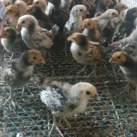 مینیاتوری سبرایت ۲۰ روزه