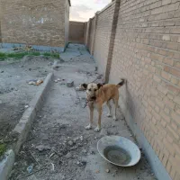 واگذاری سگ نگهبان
