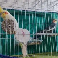 فروش جفت عروس هلندی|پرنده|اهواز, شهرک دانشگاه|دیوار