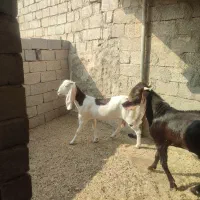 یک عدد بز آبستن درجه یک پازن درجه یک|حیوانات مزرعه|برازجان, |دیوار