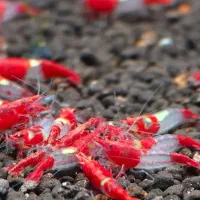 شریمپ میگو کامبارلوس گوپی تترا حلزون آکواریوم