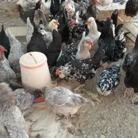 تخم مرغ نطفه دار گلین چهل تاج خال سوزنی وطوسی|حیوانات مزرعه|پاکدشت, پاکدشت (مامازند)|دیوار