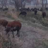 گوسفند|حیوانات مزرعه|نوشین شهر, |دیوار