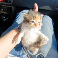 واگذاری گربه اهدایی