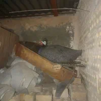 خروس آمریکایی گمشده