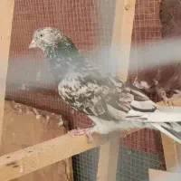 کبوترسورورانباری|پرنده|تهران, نازیآباد|دیوار