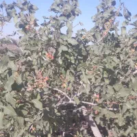 زمین زراعی|فروش دفتر صنعتی، کشاورزی، تجاری|قم, شهدا|دیوار