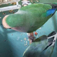 طوطی بزیلی جفت|پرنده|هشتگرد, فاز ۳ مهستان|دیوار