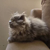 بچه گربه پرشین|گربه|بیرجند, |دیوار