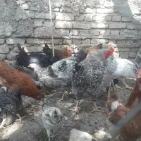 تعدادی مرغ وخروس وجوجه|حیوانات مزرعه|گالیکش, |دیوار