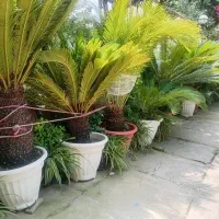 سیکاس کاج اشرافی،شمشاد طلایی تا ۲ متر