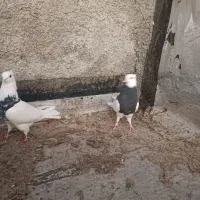 کبوتر طوقی|پرنده|ایذه, |دیوار