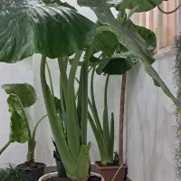 فروش گل بابا آدم|گل و گیاه طبیعی|اهواز, کوی صادقیه|دیوار