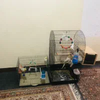 دوجفت عروس هلندی