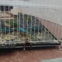 6 عدد مرغ عشق دستی نیمه دستی و نژاد خاص فول بلک|پرنده|مشهد, شهید آوینی|دیوار