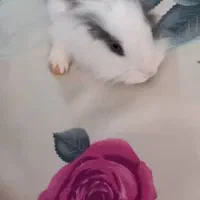 خرگوش لوپ وساده|موش و خرگوش|رفسنجان, |دیوار