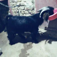 یک عددکهره نرمری  لنگ جملی