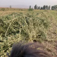 یونجه کیلو ۴۰۰۰۰۰