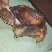 آجیل خوری چوب توت