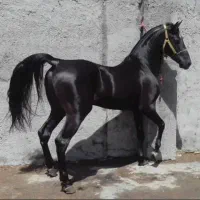 مادیان کره سام دکتر طاهری