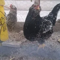 دو عدد مرغ تخم گذار