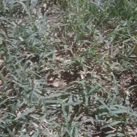 مدارکم گم شده