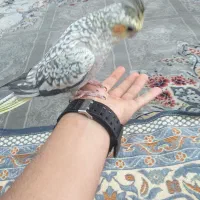 عروس هلندی دستی|پرنده|دامغان, |دیوار